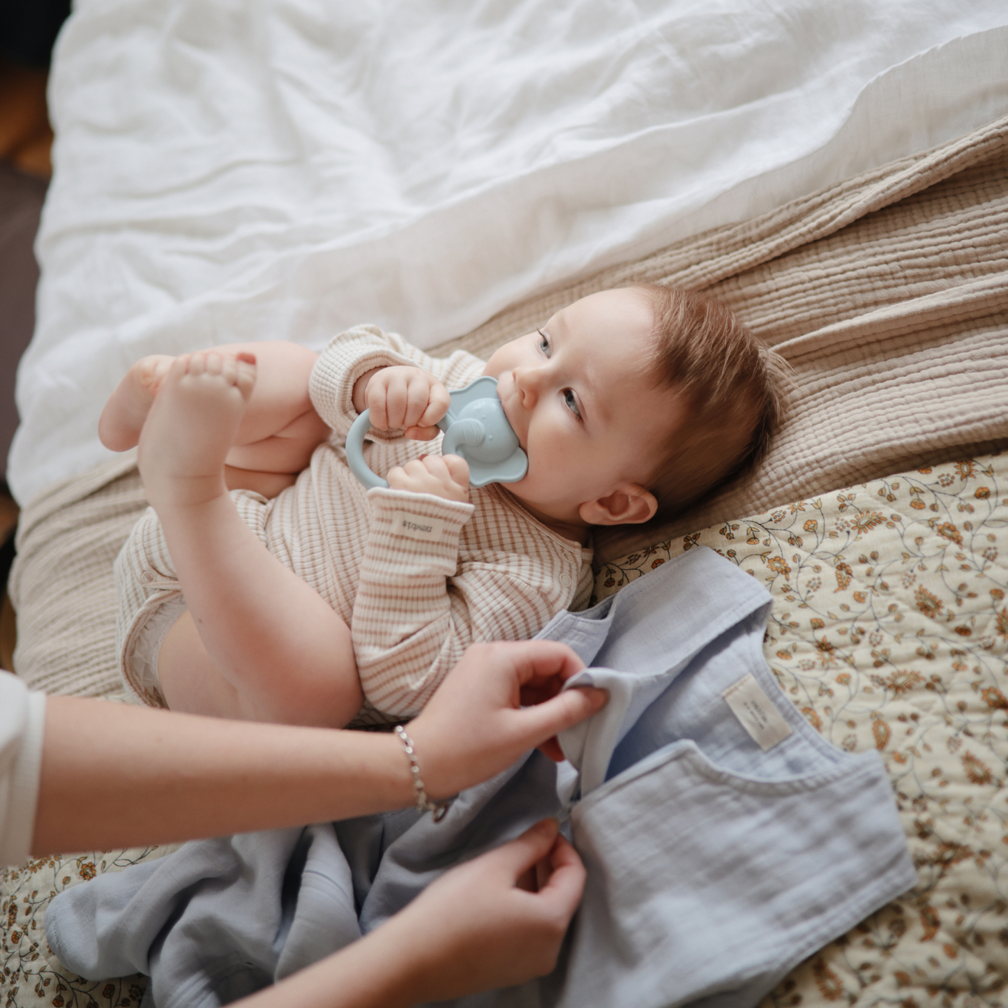 Mordedora - MSH - Elefante