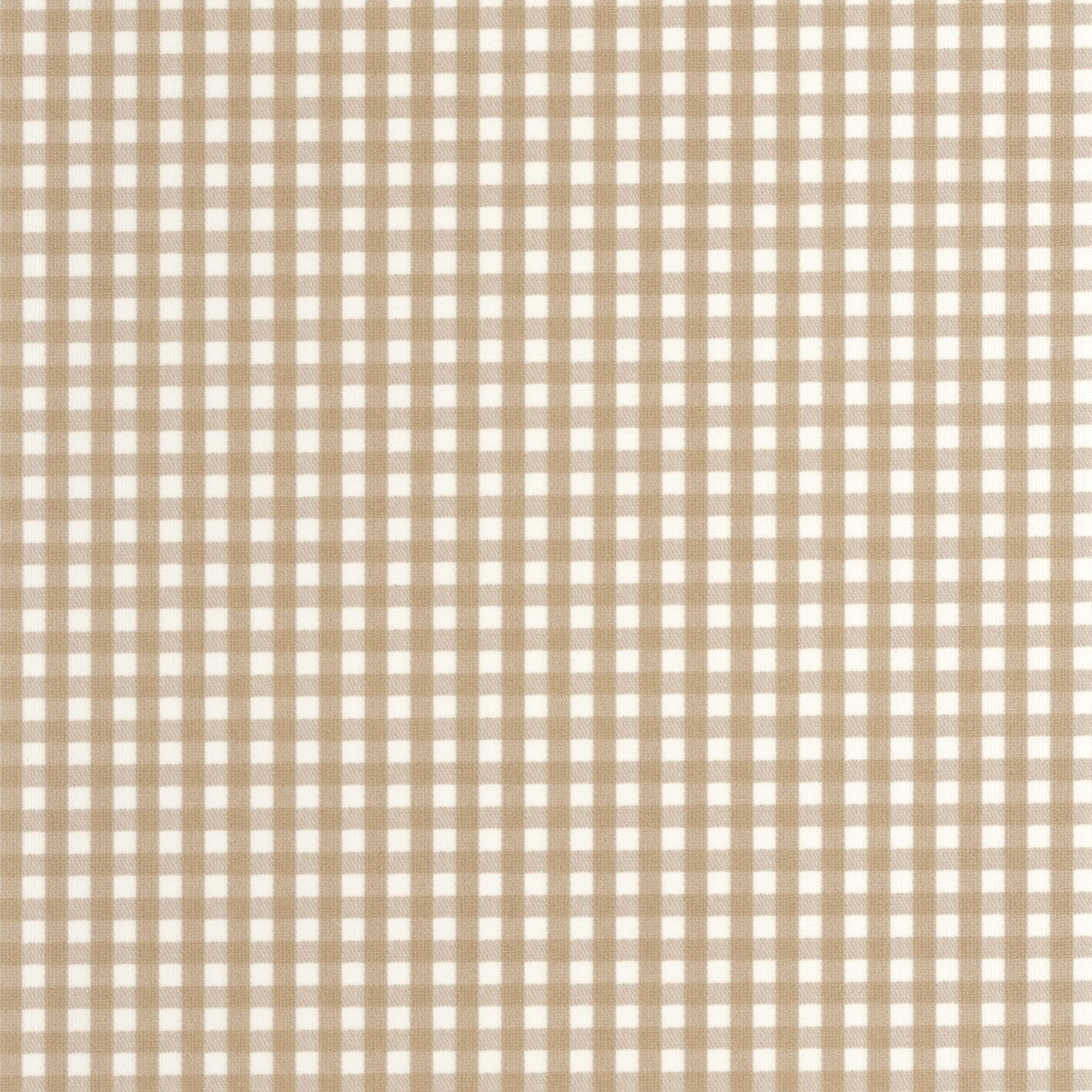 202062201 Camel
